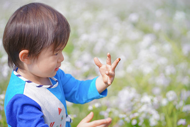 【写真】てんとう虫との戯れ/2歳10カ月