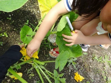 0924 どうなっているの カボチャ 幼児教育 保育のヒント 公益財団法人 ソニー教育財団