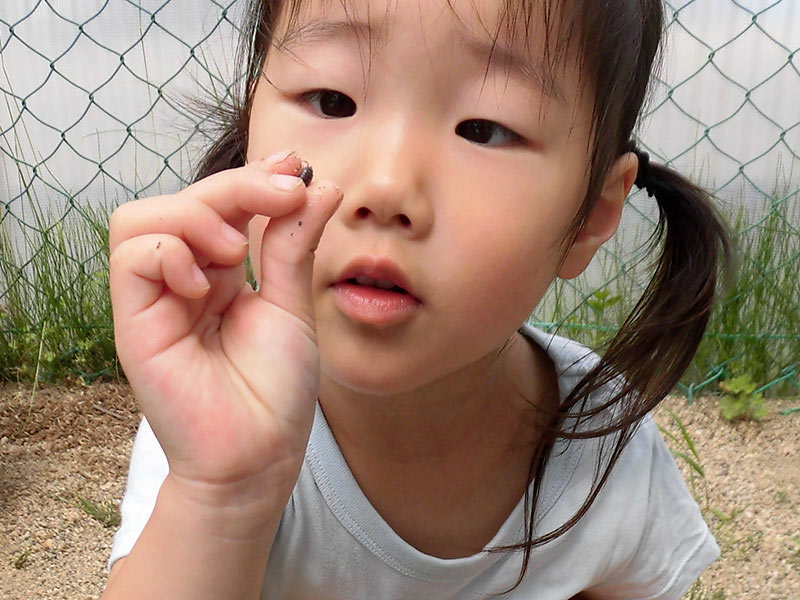 ダンゴムシと命の誕生 幼児教育 保育のヒント 公益財団法人 ソニー教育財団