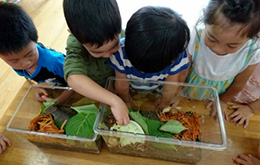 カタツムリの飼育ケースに野菜の葉を入れる子どもたちの様子