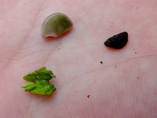 アサガオの種（黒い種・白い種）と、白い種の中身である緑の葉の写真