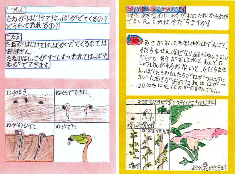 小学生からの返信＜「しつもん：たねがはじけてはっぱがでてくるの？どうやってわれるの？」「こたえ：たねがはじけてはっぱがでてくるのではありません。たねのはしっこが少しずつわれてはっぱや、ねがでてきます。」（たねまき・ねがでてきた・ねがのびた・めがでた様子のイラストが添えられている）＞＜「しつもん：もう、あきなのに、あさがおのたねからめがでました。これは、そだちますか？」「こたえ：あさがおはあきにもめはでるけど、そだちません。なぜなら、あきやふゆはさむいからです。あさがおは水とおんどのじょうけんがそろわないと、そだちません。ぼくたちわたしたちが12がつ6にちにまいたあさがおのたねは12がつ20にちになってもめがでませんでした。（あさがおのそだち方とつきとひにちとじかん」として、たねまきから花が咲くまでを追った図表が添えられている）