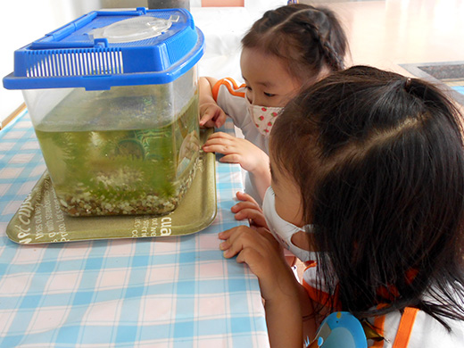 水槽のメダカを見る子どもたち