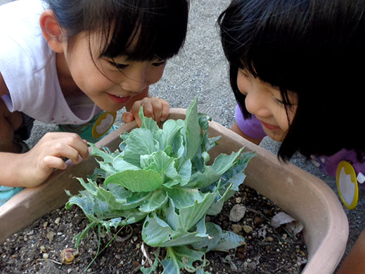 プランターに植えたキャベツの葉にいる幼虫を見る子どもたち