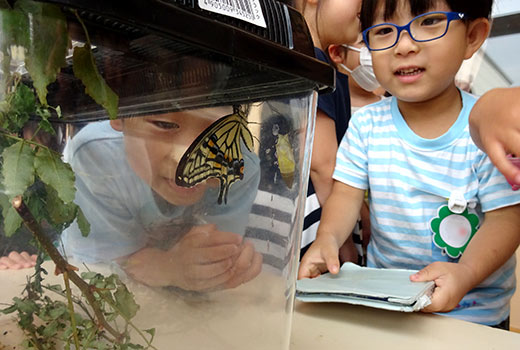 飼育ケースの中のチョウを観察する子どもたちの様子