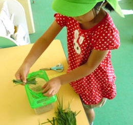 カットした草を飼育ケースへ入れる子どもの写真