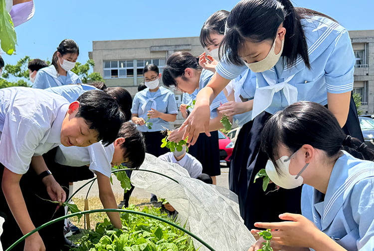 福井大学教育学部附属義務教育学校の実践の様子（コマツナとハツカダイコンを収穫している子どもたち）